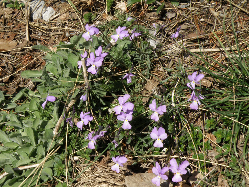 Viola valderia / Viola di Valdieri